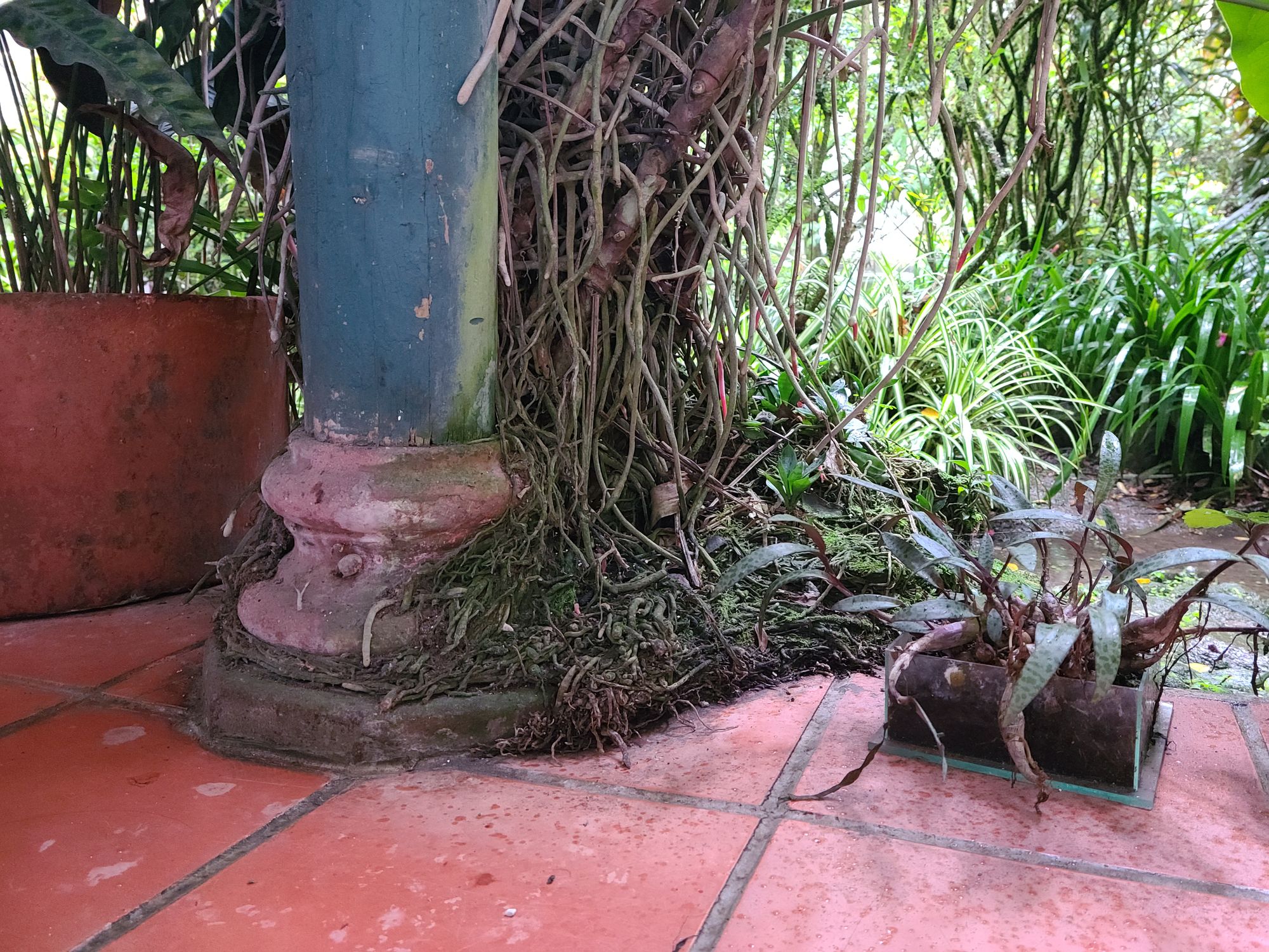 Roots from central courtyard growing around pillar of the house and over the tile.