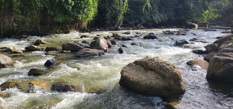 A shallow river with water rushing by rocks, green foliage in the background